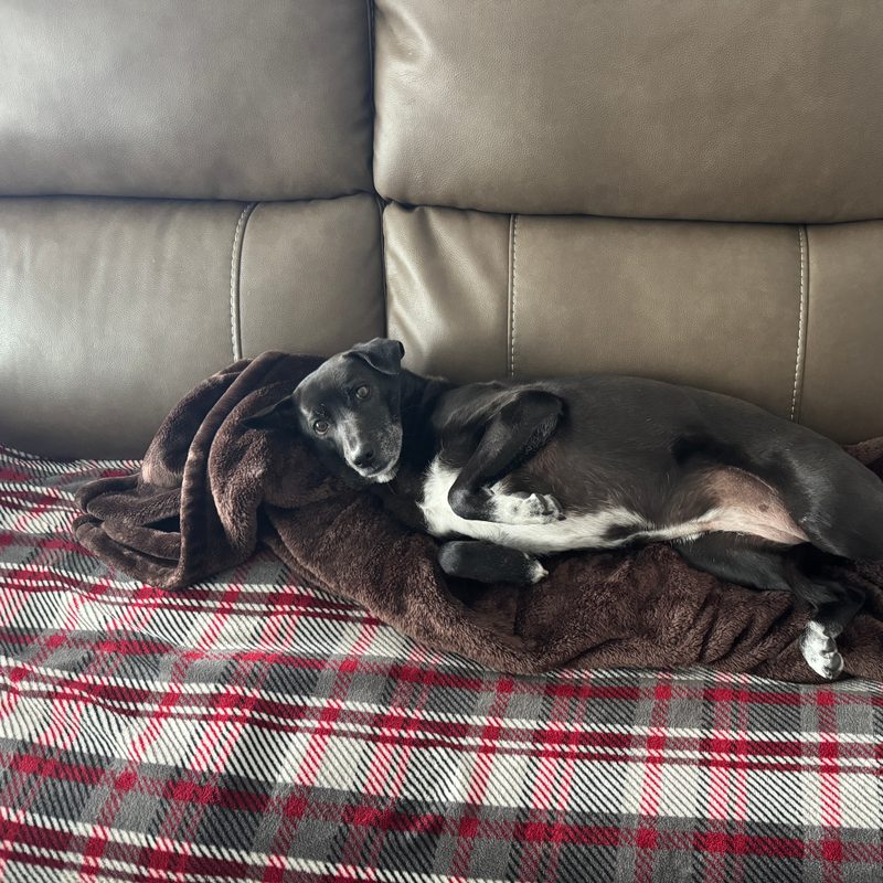 Sky curled up on the couch