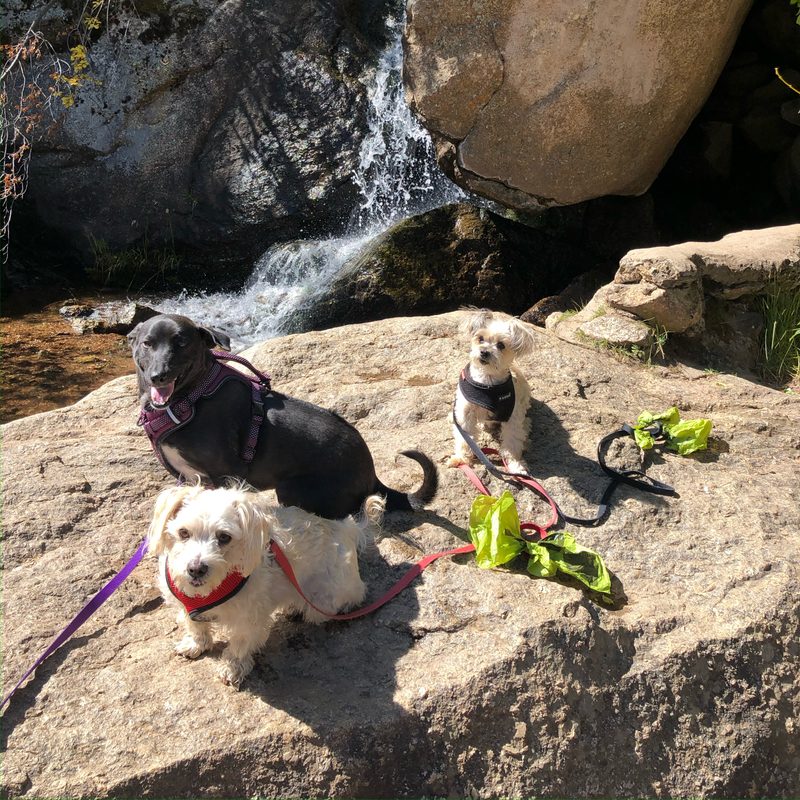 Sky on a hike with her two dog siblings by a waterfall