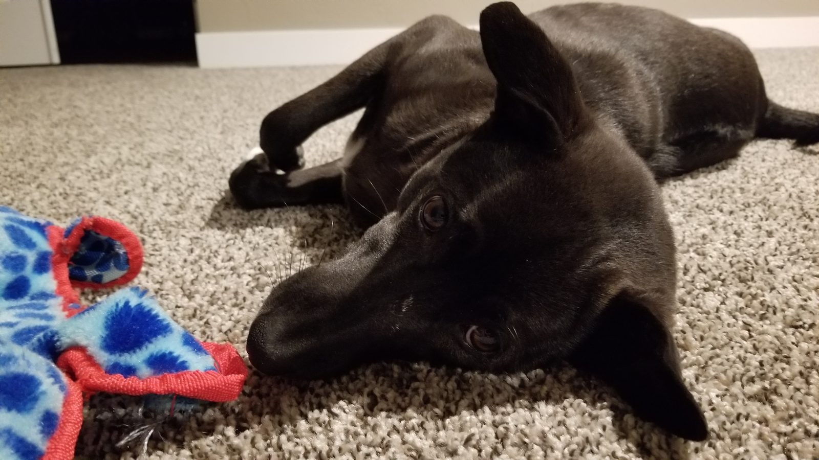 Sky lying on the floor with her toy