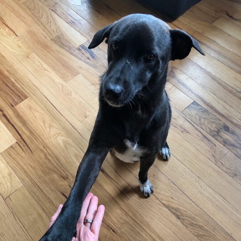 Sky shaking paws with a member of her family